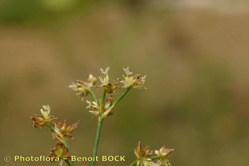 Taken Jul 15, 2006 by Photoflora - Benoit BOCK (©)