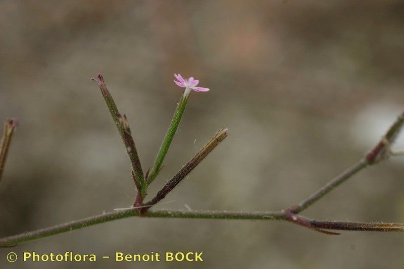 Taken Jul 15, 2006 by Photoflora - Benoit BOCK (©)