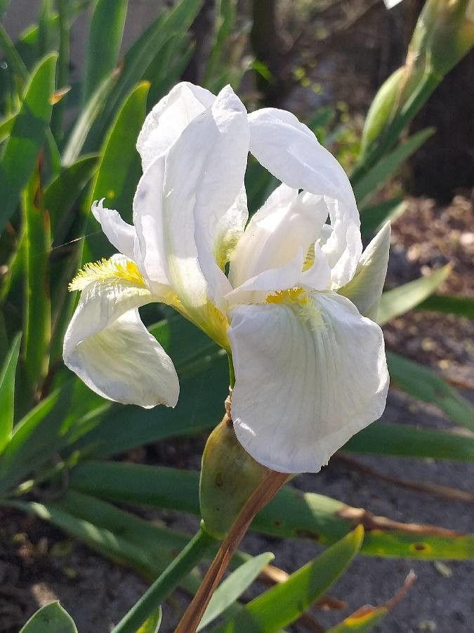 Iris albicans Lange, Iris blanchissant (Plantes utiles) - Pl@ntNet identify