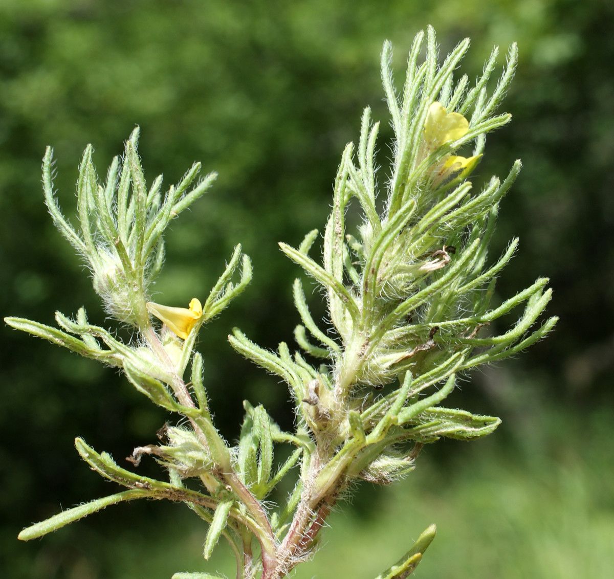 Taken Jul 10, 2014 by Tela Botanica − Liliane Roubaudi (cc-by-sa)