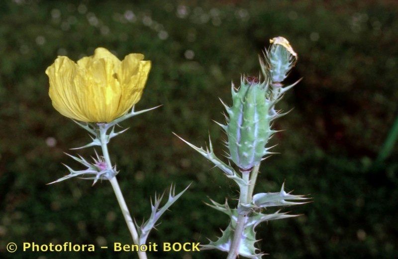 Taken Aug 15, 2000 by Photoflora - Benoit BOCK (©)