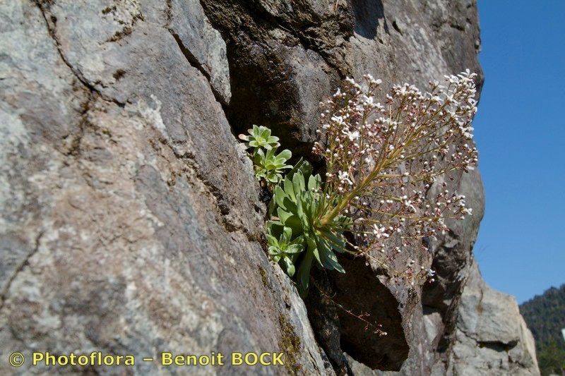 Taken Jul 15, 2014 by Photoflora - Benoit BOCK (©)