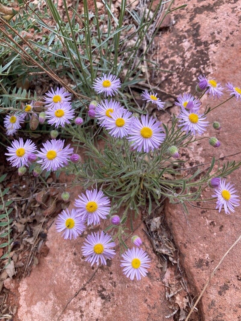 Observation: Erigeron pumilus Nutt. (ianni Marty 19 מאי 2023) World flora -  Pl@ntNet identify