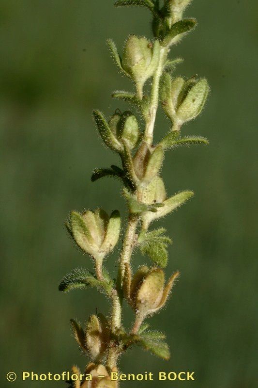 Taken May 15, 2007 by Photoflora - Benoit BOCK (©)