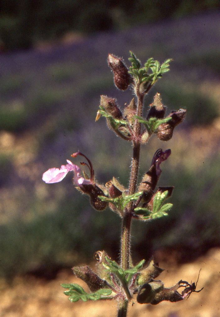 Taken Jun 21, 2000 by Tela Botanica − Liliane ROUBAUDI (cc-by-sa)