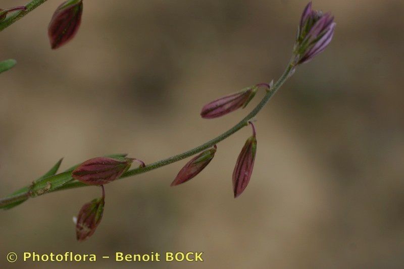 Taken Apr 15, 2006 by Photoflora - Benoit BOCK (©)