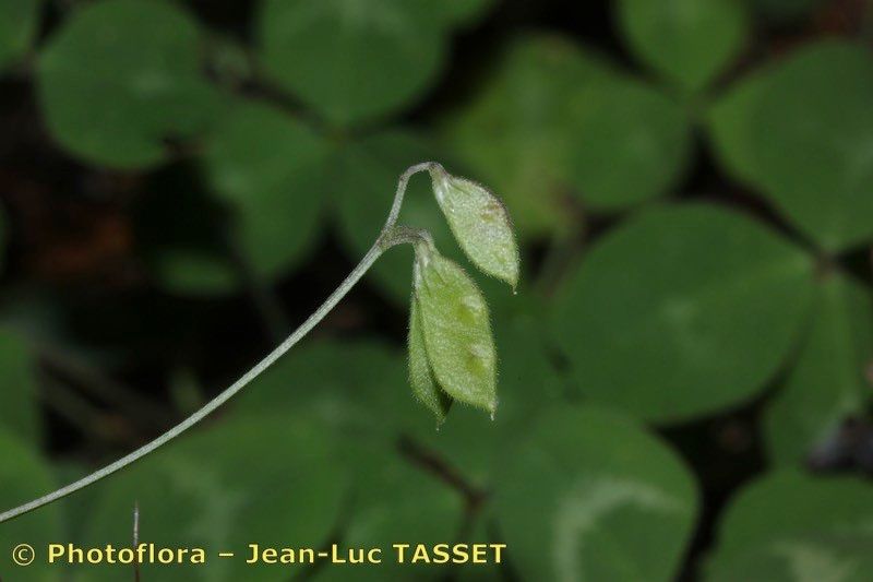 Taken May 15, 2012 by Photoflora - Jean-Luc TASSET (©)