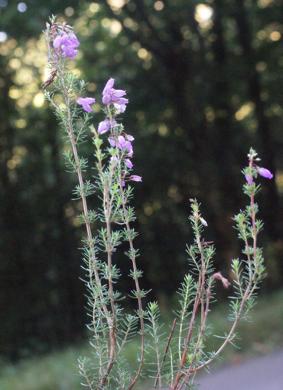 Taken Sep 6, 2014 by Tela Botanica − Liliane Roubaudi (cc-by-sa)