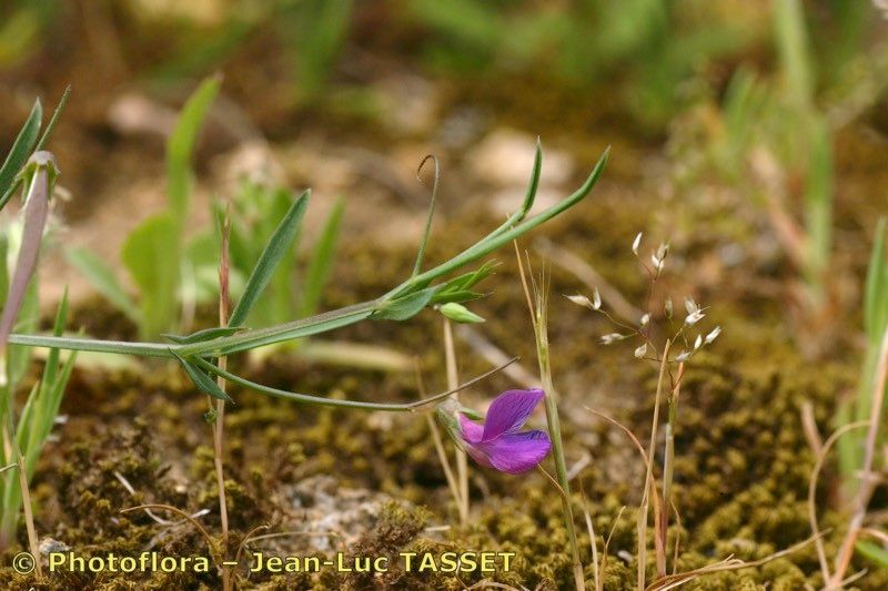 Taken Apr 15, 2005 by Photoflora - Jean-Luc TASSET (©)