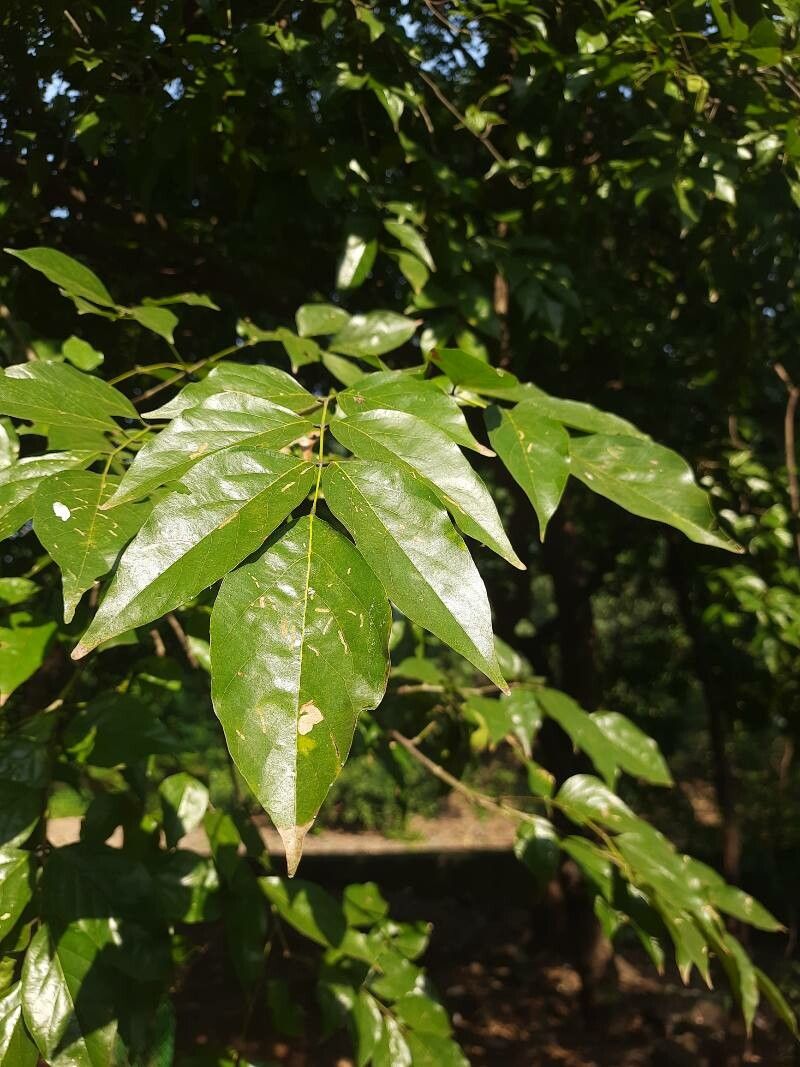 Pongamia Pinnata L Pierre Indian Beech World Flora Plntnet