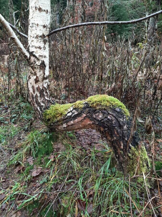 European white birch