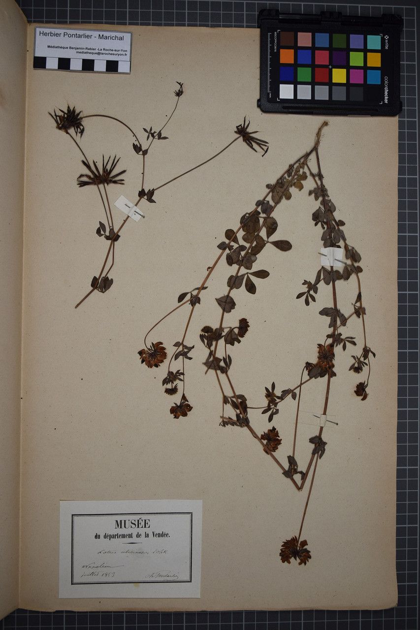 Taken Jun 30, 1853 by Tela Botanica − Herbier PONTARLIER-MARICHAL (cc-by-sa)