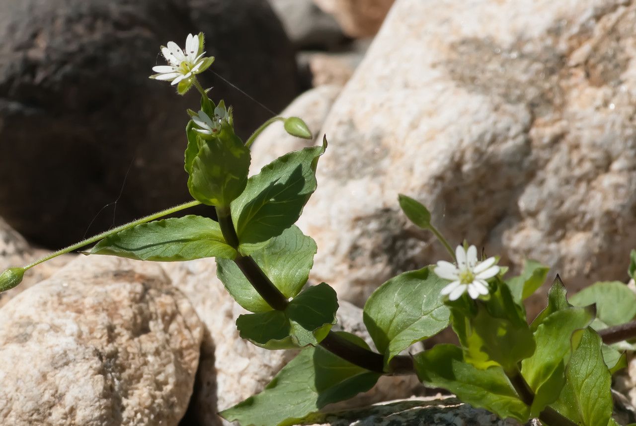 Taken Apr 28, 2010 by Tela Botanica − Jean-Jacques HOUDRÉ (cc-by-sa)