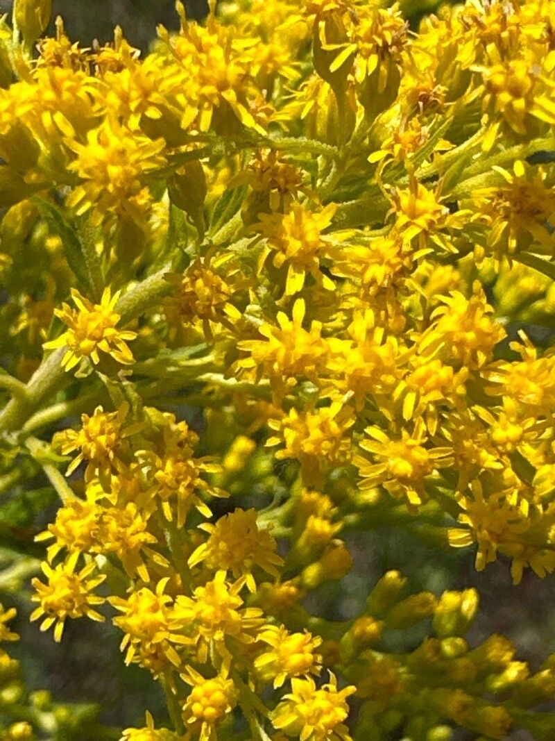 Solidago odora Aiton, Sweet goldenrod (World flora) - Pl@ntNet identify