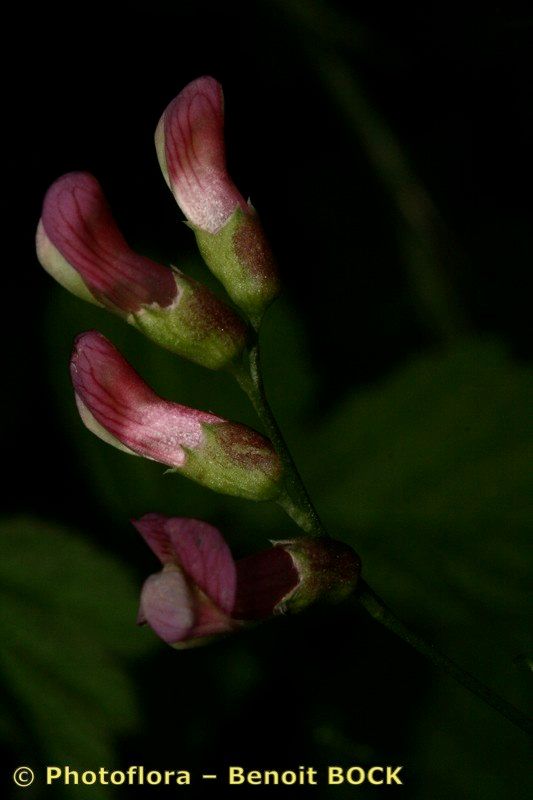 Taken Jul 15, 2007 by Photoflora - Benoit BOCK (©)