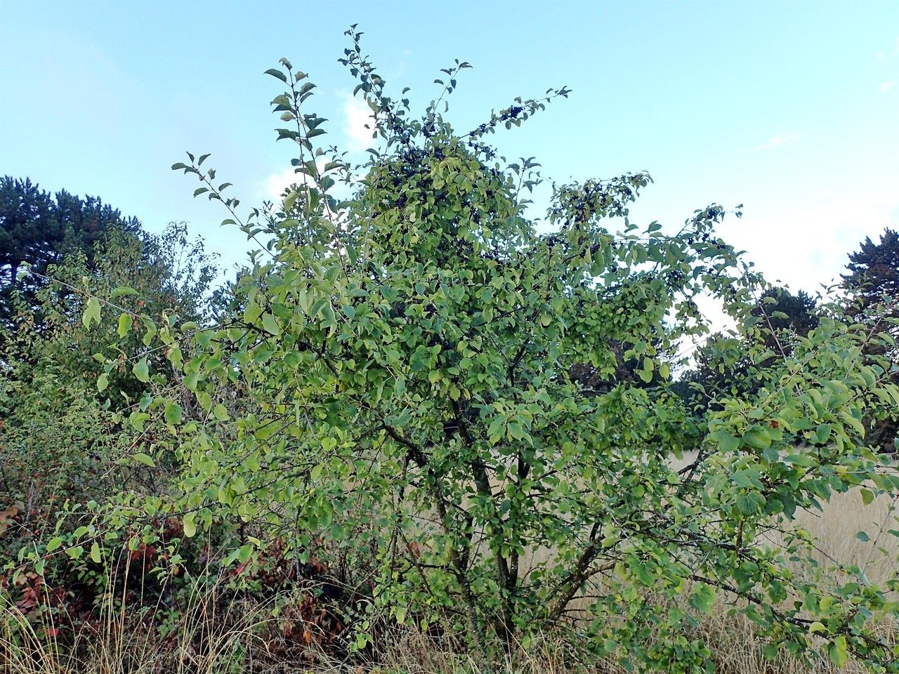 European buckthorn