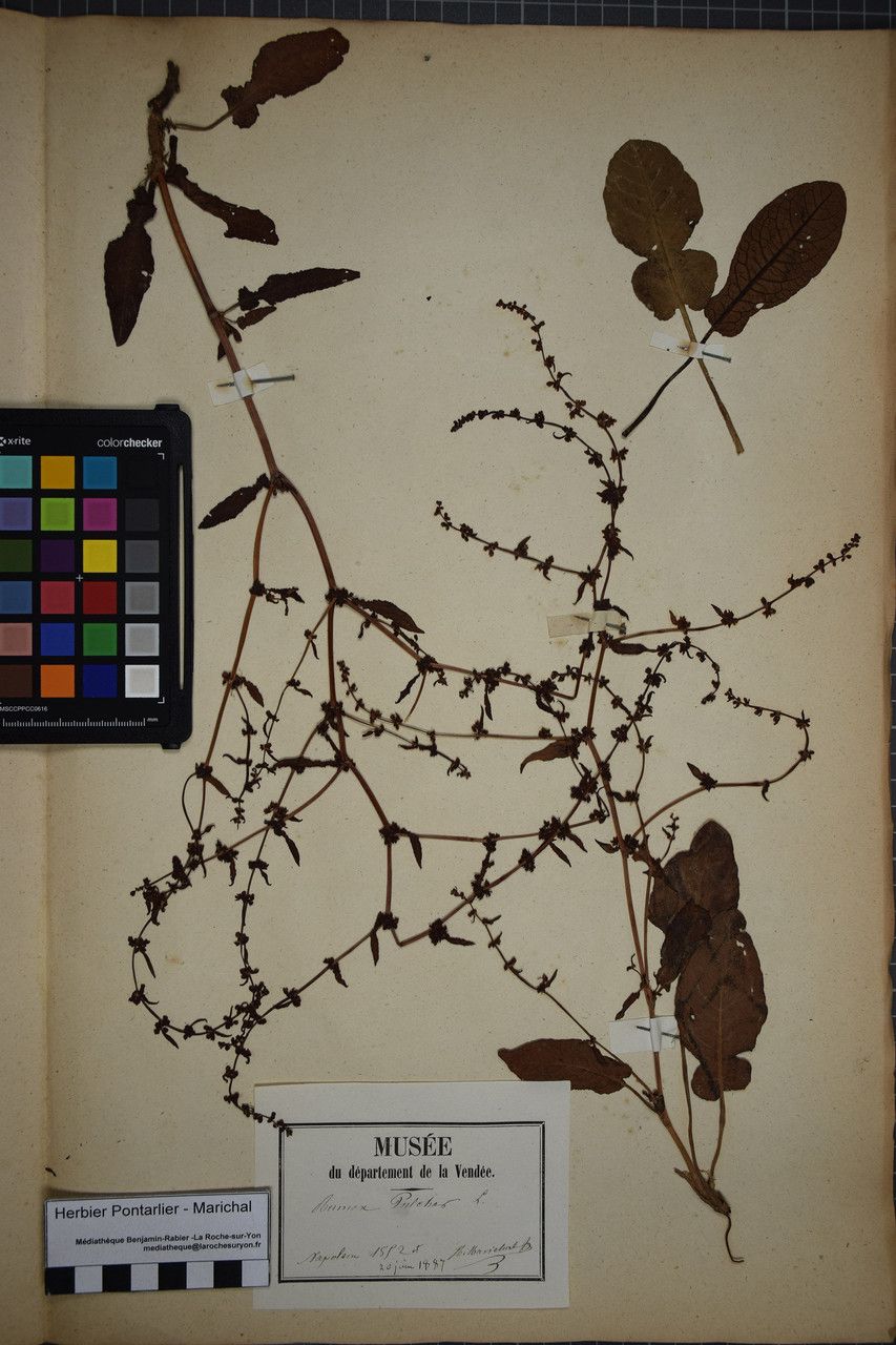 Taken Dec 31, 1871 by Tela Botanica − Herbier PONTARLIER-MARICHAL (cc-by-sa)