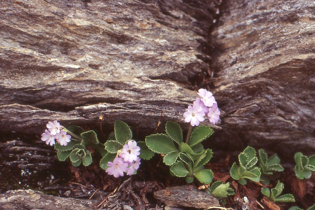 Taken Jul 1, 1994 by Tela Botanica − Liliane ROUBAUDI (cc-by-sa)