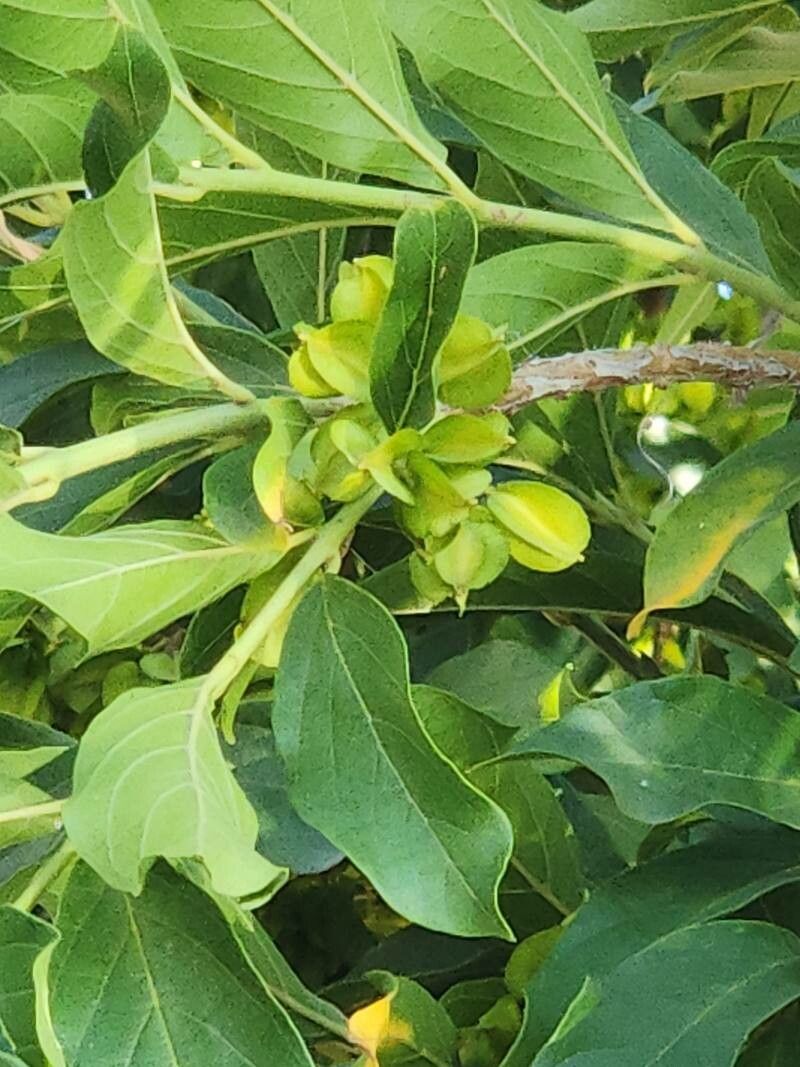 combretum-woodii-d-mmer-false-forest-bushwillow-trees-of-south-africa