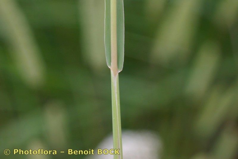 Taken Jul 15, 2005 by Photoflora - Benoit BOCK (©)