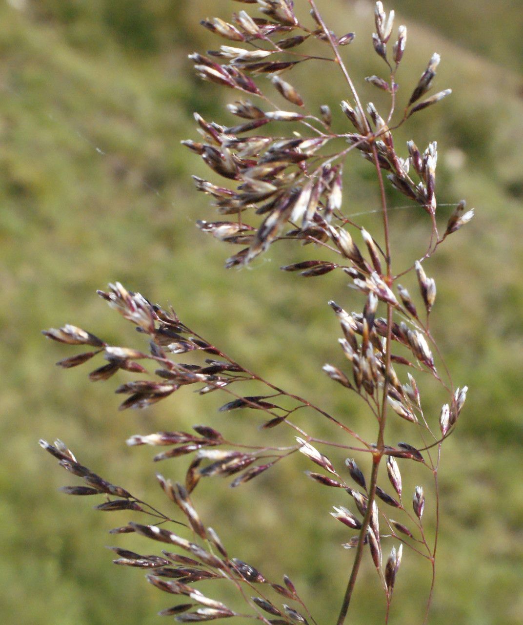 Taken Aug 21, 2014 by Tela Botanica − Liliane Roubaudi (cc-by-sa)