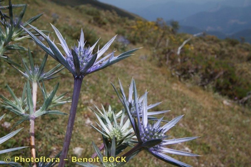 Taken Jul 15, 2016 by Photoflora - Benoit BOCK (©)