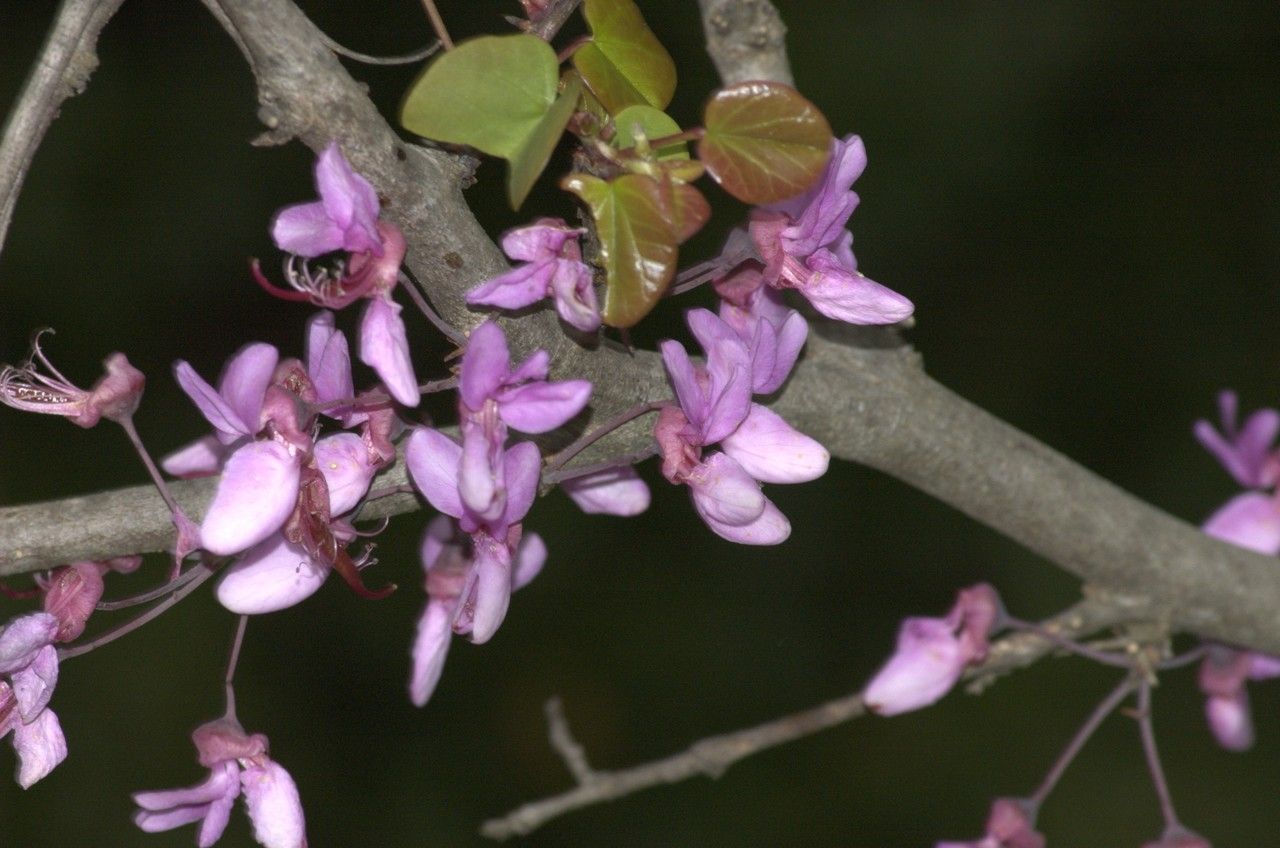 Taken May 3, 2010 by Tela Botanica − Jean-Pascal MILCENT (cc-by-sa)