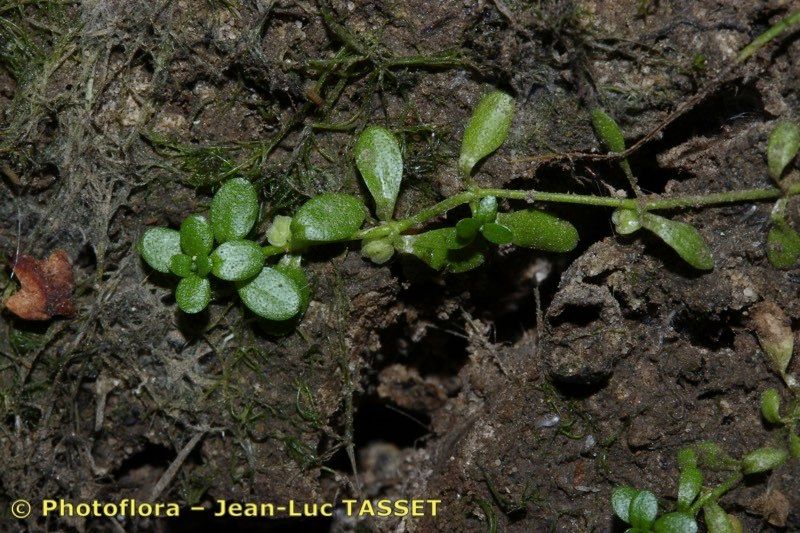 Taken Sep 15, 2019 by Photoflora - Jean-Luc TASSET (©)