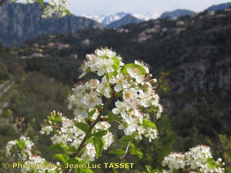 Taken Apr 15, 2014 by Photoflora - Jean-Luc TASSET (©)