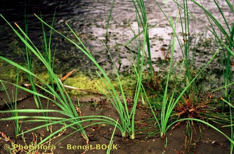 Taken Jul 15, 2002 by Photoflora - Benoit BOCK (©)