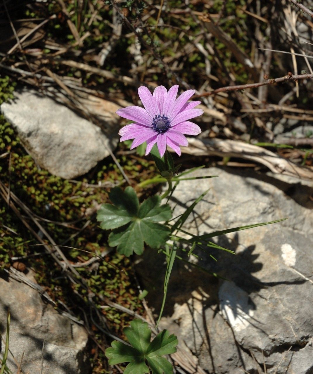 Taken Jan 1, 2015 by Tela Botanica − Monique CLÉRAMBAULT (cc-by-sa)