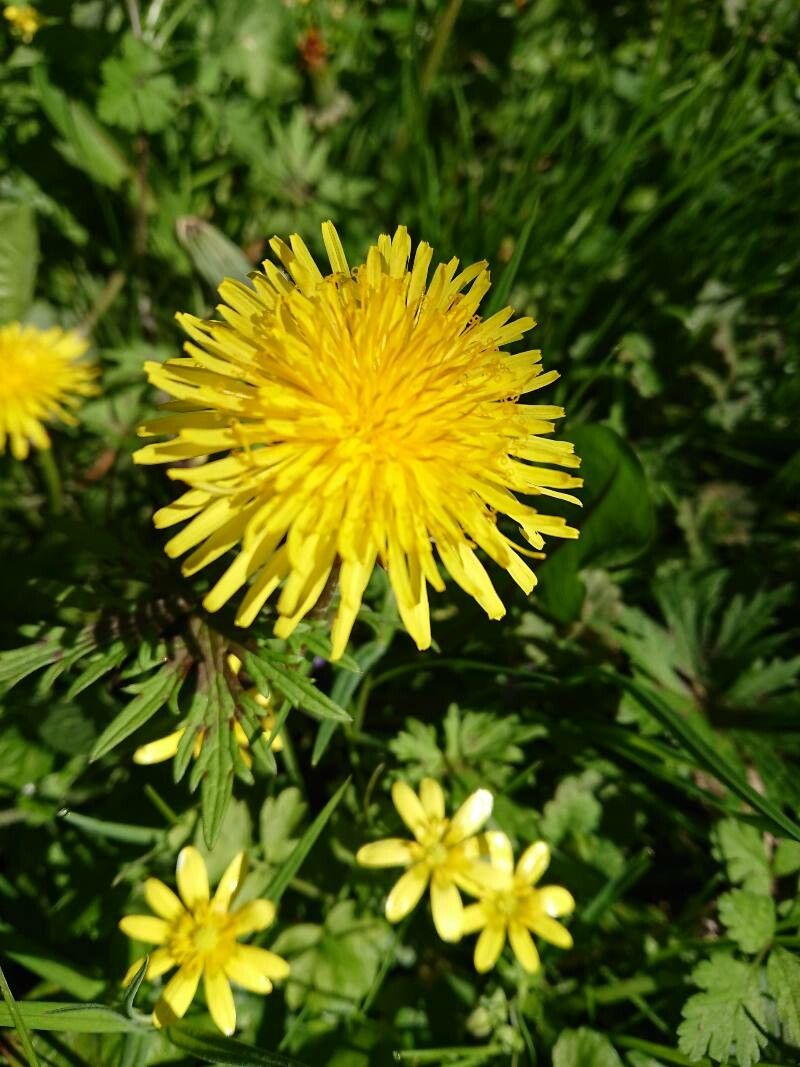 Observation: Taraxacum officinale F.H. Wigg. (JP Lopez 14 Apr 2022 ...