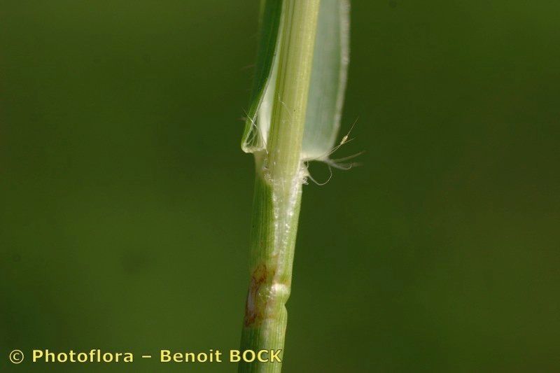 Taken Jul 15, 2005 by Photoflora - Benoit BOCK (©)