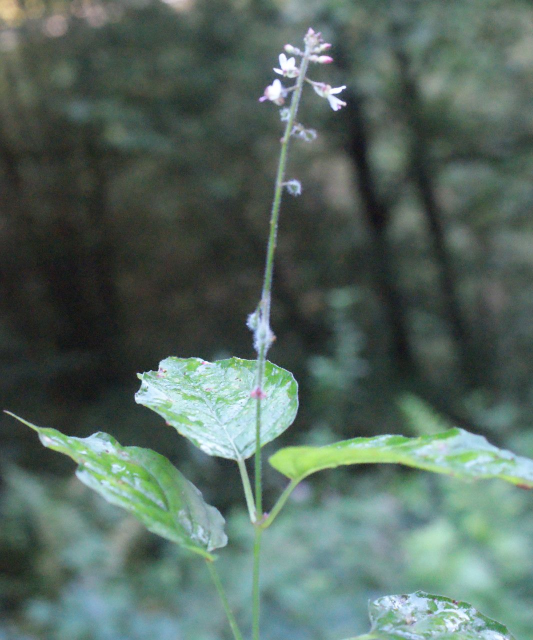 Taken Sep 6, 2014 by Tela Botanica − Liliane Roubaudi (cc-by-sa)