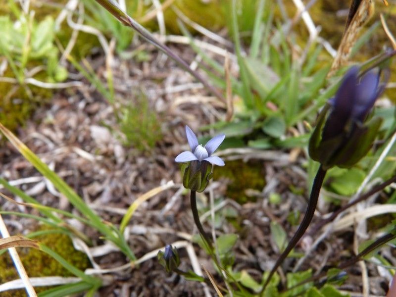 Taken Jul 21, 2011 by Tela Botanica − Mathieu MENAND (cc-by-sa)