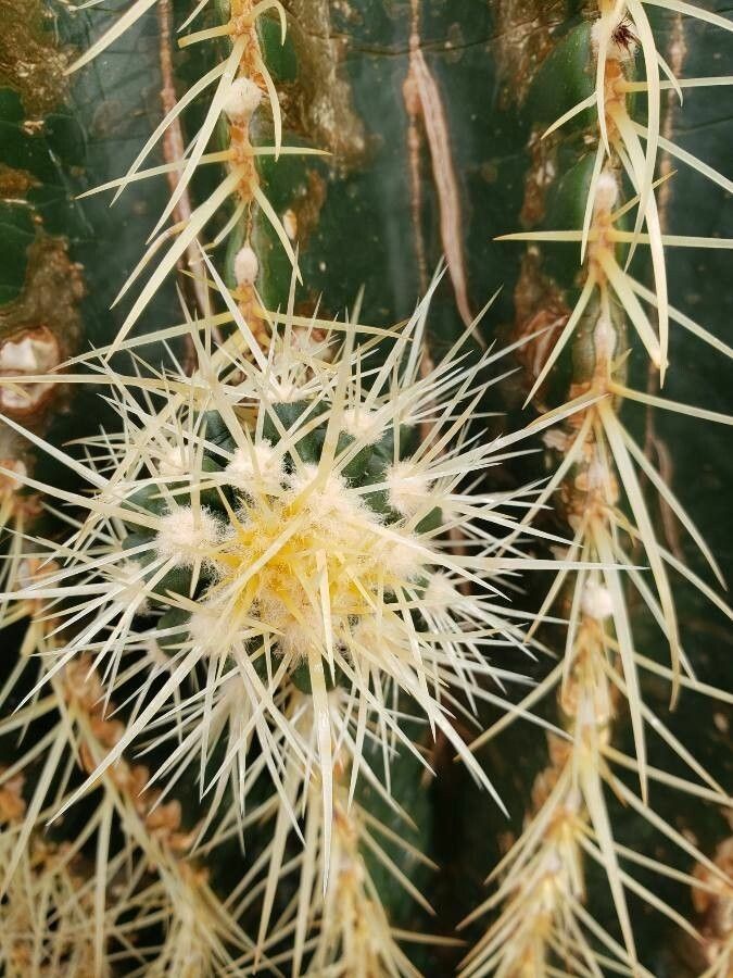 Echinocactus grusonii Hildm., Poltrona de sogra (Flora mundial) - Pl@ntNet  identify