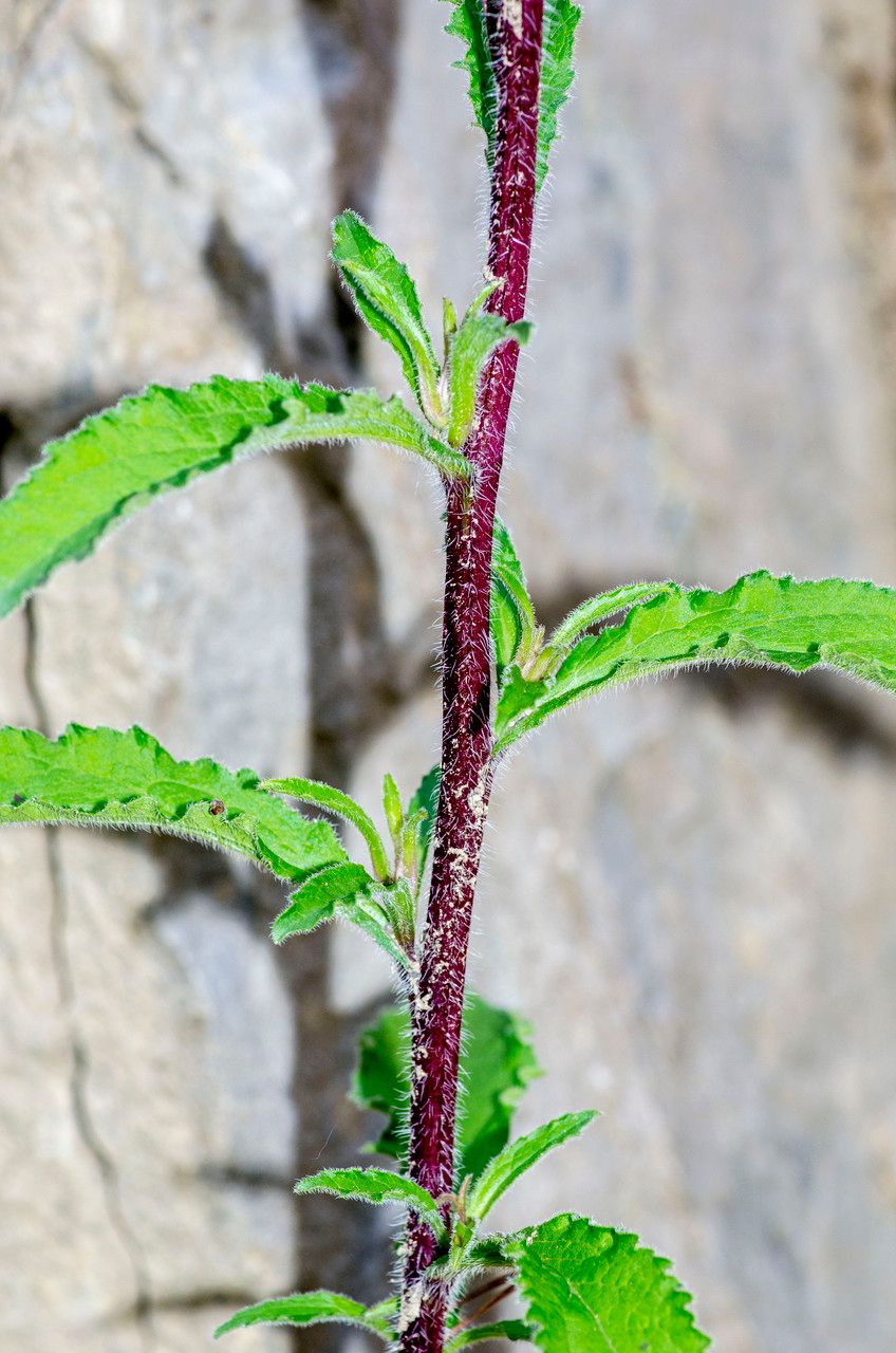 Taken Jun 19, 2015 by Tela Botanica − Jean-Jacques HOUDRÉ (cc-by-sa)