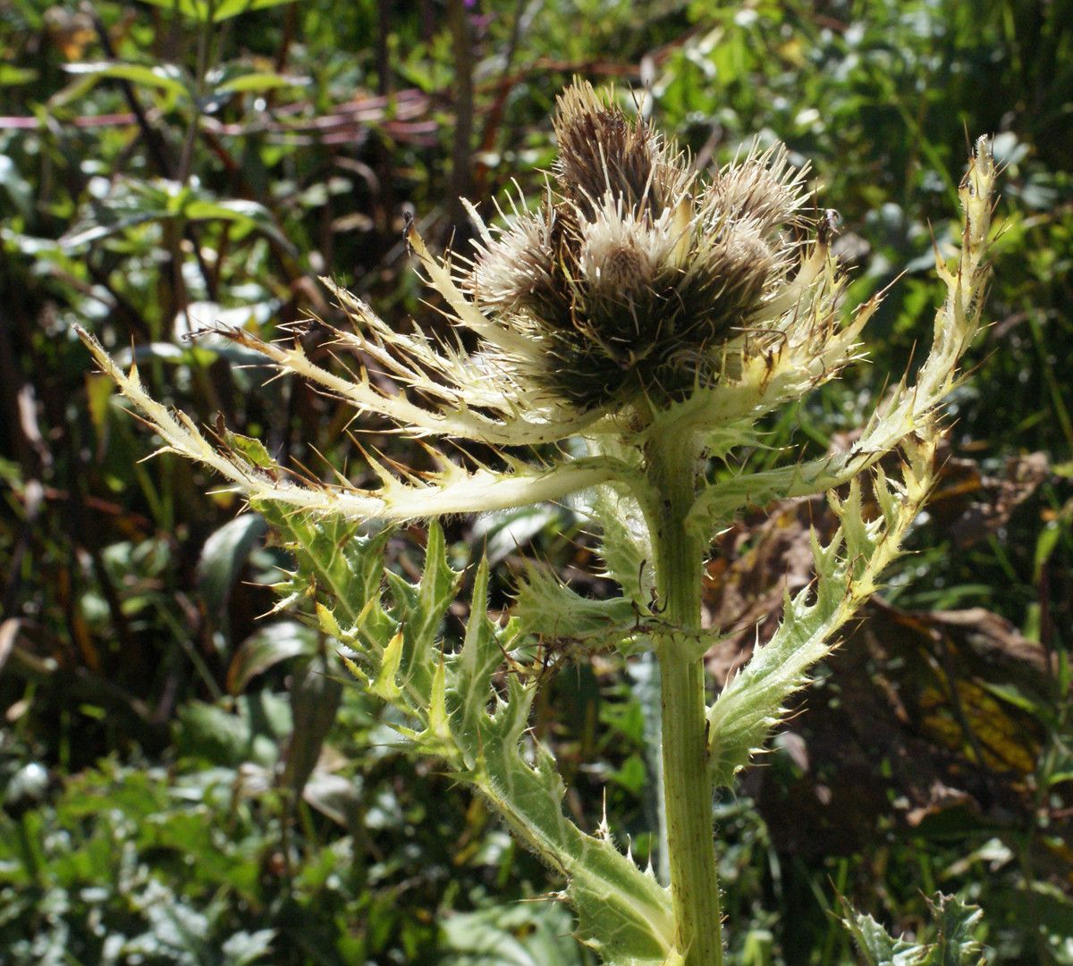 Taken Aug 21, 2014 by Tela Botanica − Liliane Roubaudi (cc-by-sa)