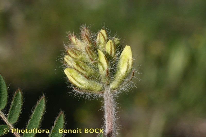 Taken May 15, 2007 by Photoflora - Benoit BOCK (©)