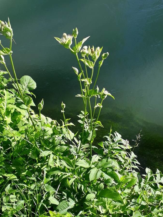 Cabbage thistle