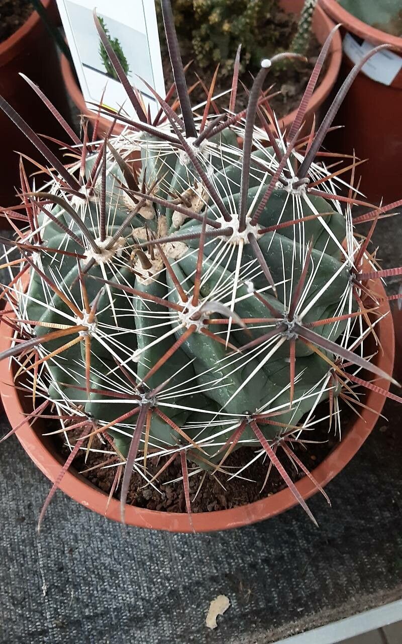 Fishhook barrel cactus (Ferocactus herrerae) - Stock Image - C033