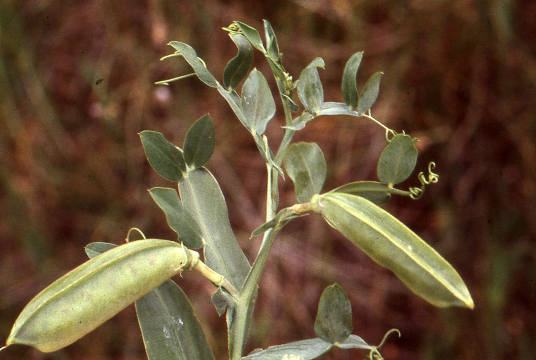 Taken Jul 18, 1997 by Tela Botanica − Liliane ROUBAUDI (cc-by-sa)