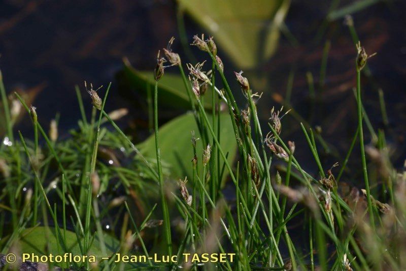 Taken Aug 15, 2004 by Photoflora - Jean-Luc TASSET (©)