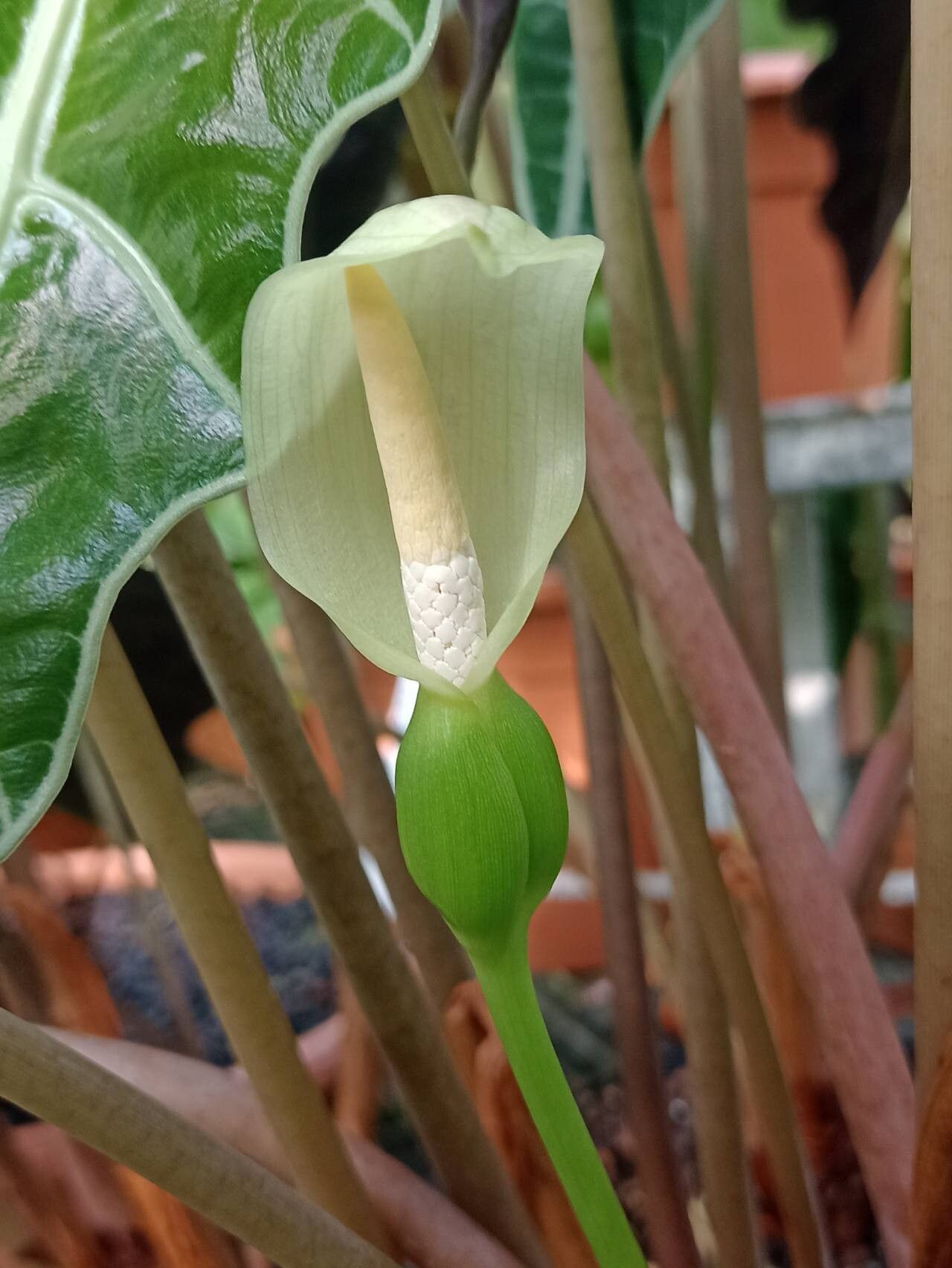 How To Grow Alocasia longiloba | EarthOne How To Grow Alocasia longiloba | EarthOne
