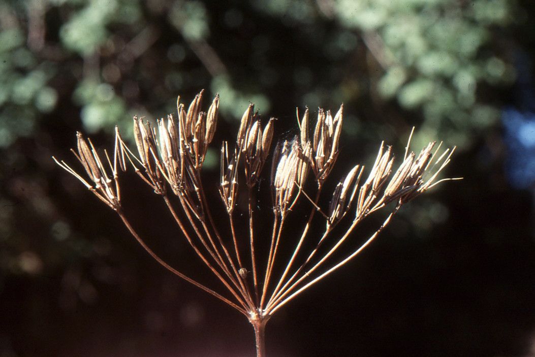 Taken Jun 30, 2001 by Tela Botanica − Liliane ROUBAUDI (cc-by-sa)