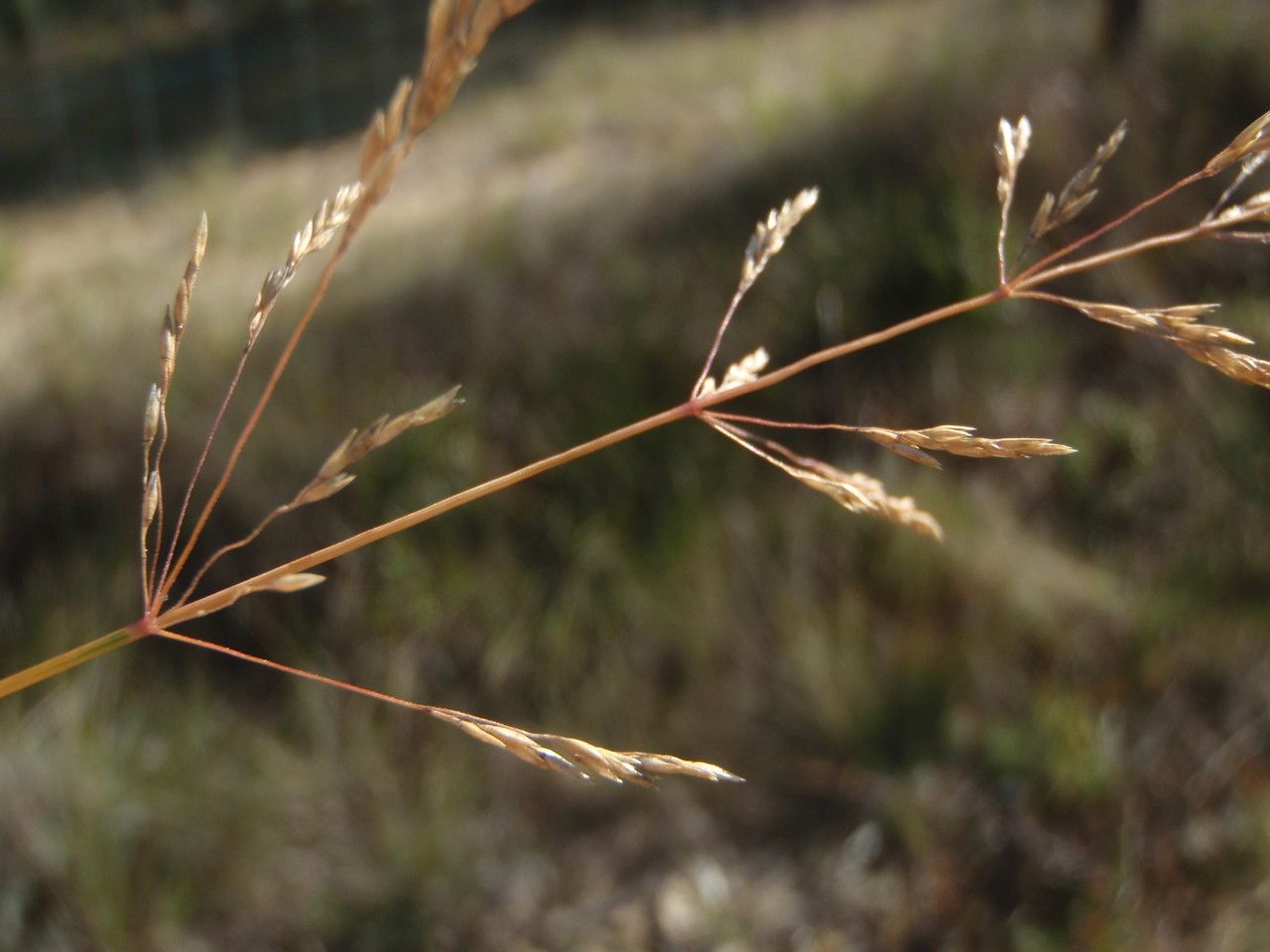 Taken Sep 27, 2014 by Tela Botanica − Geneviève Botti (cc-by-sa)