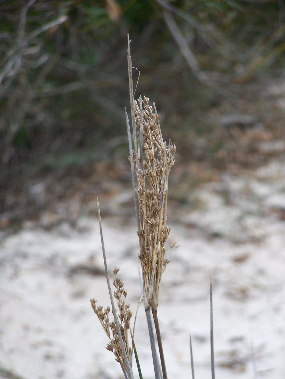 Taken Feb 1, 2015 by Tela Botanica − Patrick LEBOULENGER (cc-by-sa)