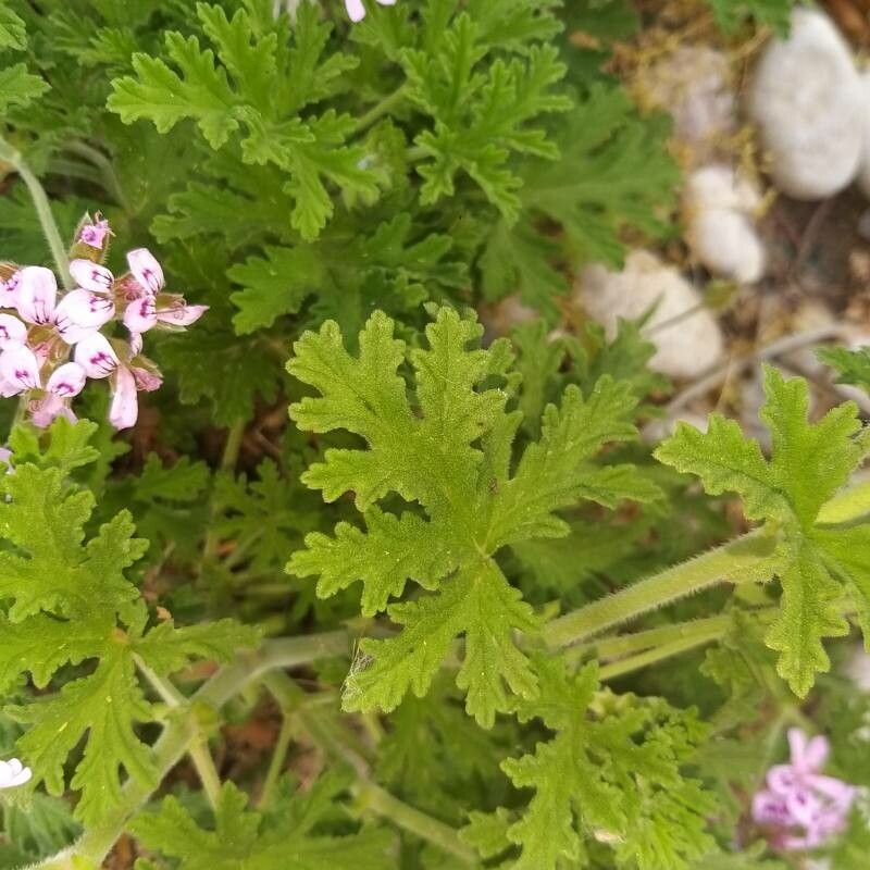 Observation: Pelargonium Graveolens L'Hér. (אליהו Apr 27, 2022) World ...