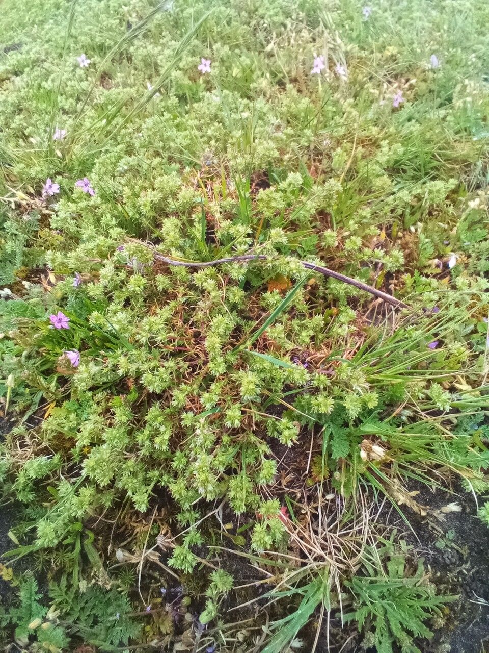 German-knotweed