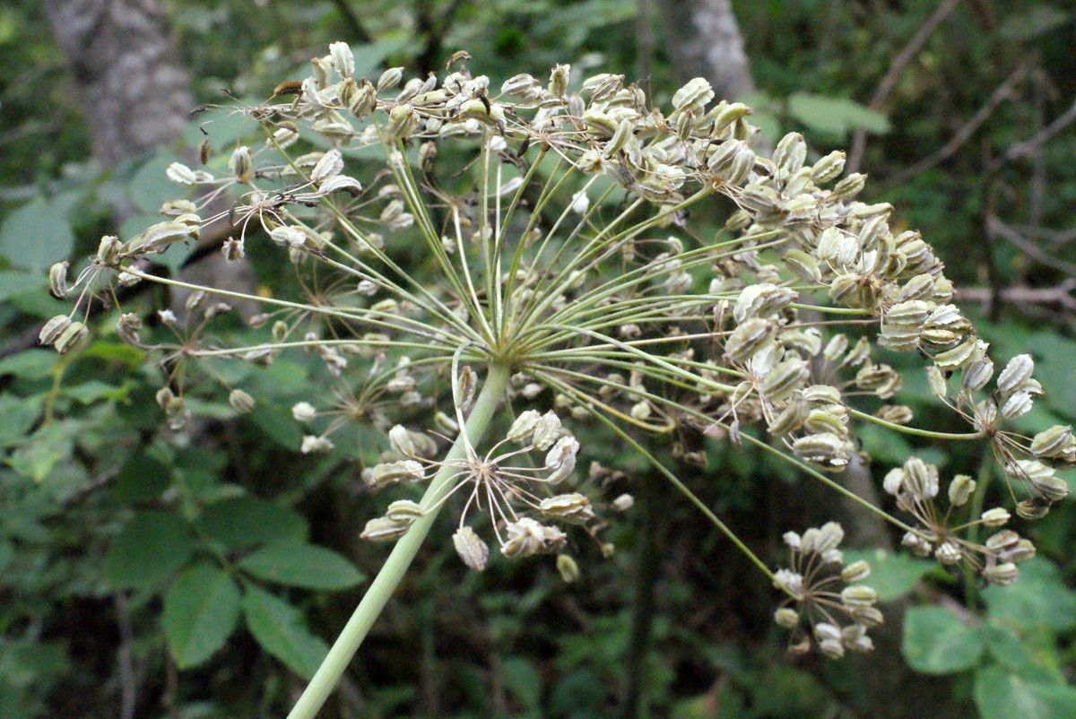 Taken Aug 13, 2015 by Tela Botanica − Liliane ROUBAUDI (cc-by-sa)